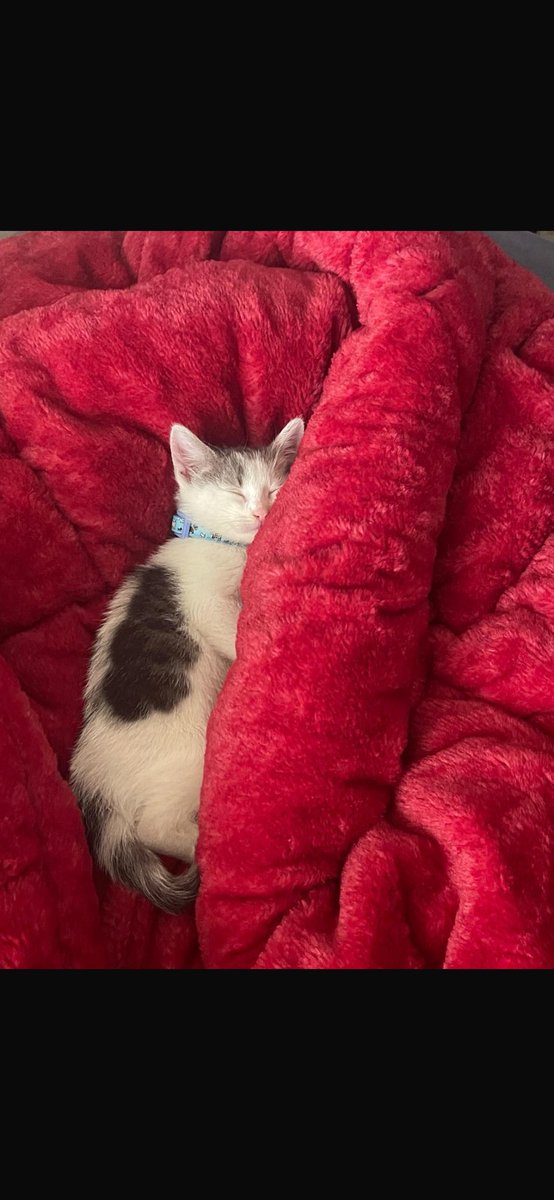 TLGLTN's tweet image. Miniğim yeni yuvasında çok mutlu artık ❤️ Kurtarın , hayat verin , size iyi gelecek ……