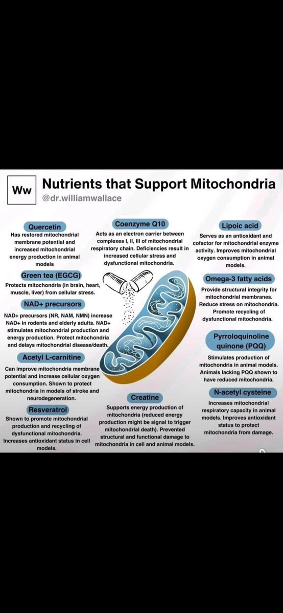 1) Mitokondriyal disfonksiyon birçok hastalıkta önemli bir rol oynar, ancak fonksiyonu geri kazandırmaya yönelik yötemler sınırlıdır. Hücreler hasarı onarmaya yardımcı olmak için doğal olarak mitokondri transferi yaparlar, ancak bu süreç verimsizdir.