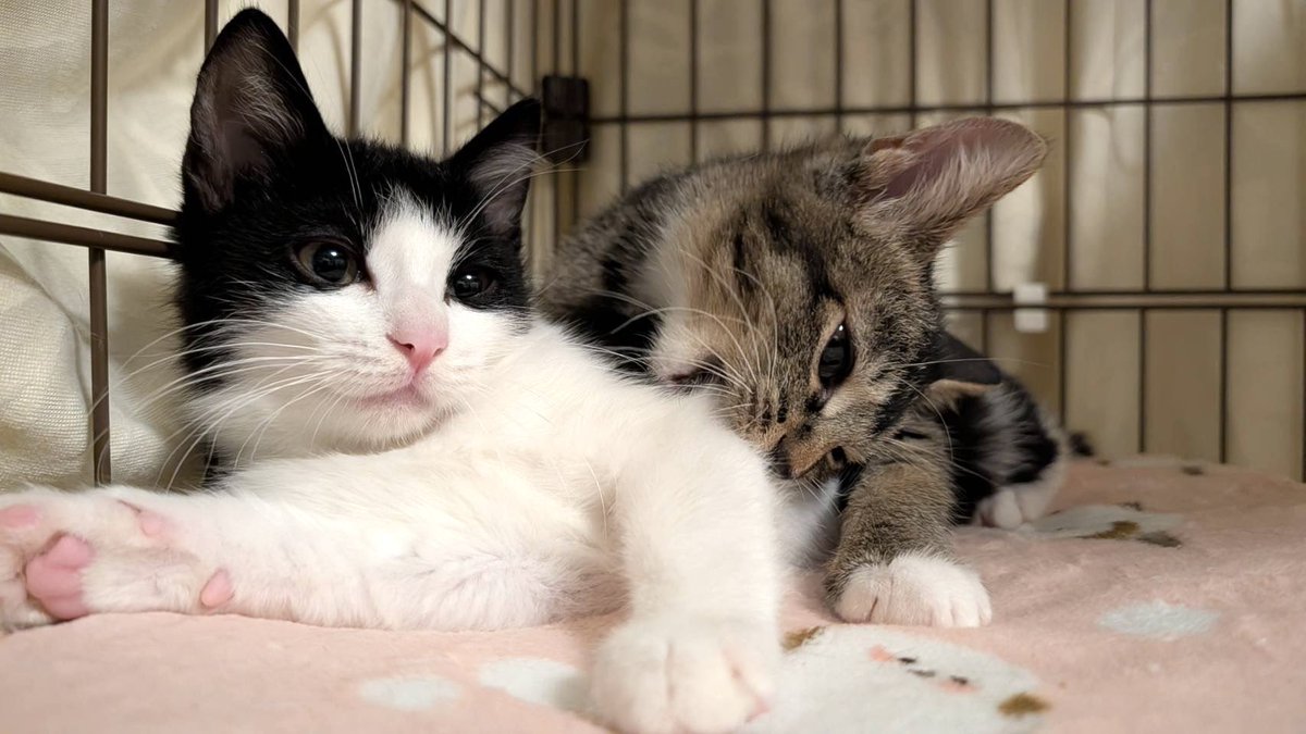 ゴンザレスさん@12/6🔔🌹オンリーG21 (@gonzarez69) / Posts / X