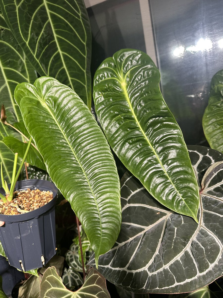 Masaya (@masaya_zxrs) / Posts / X