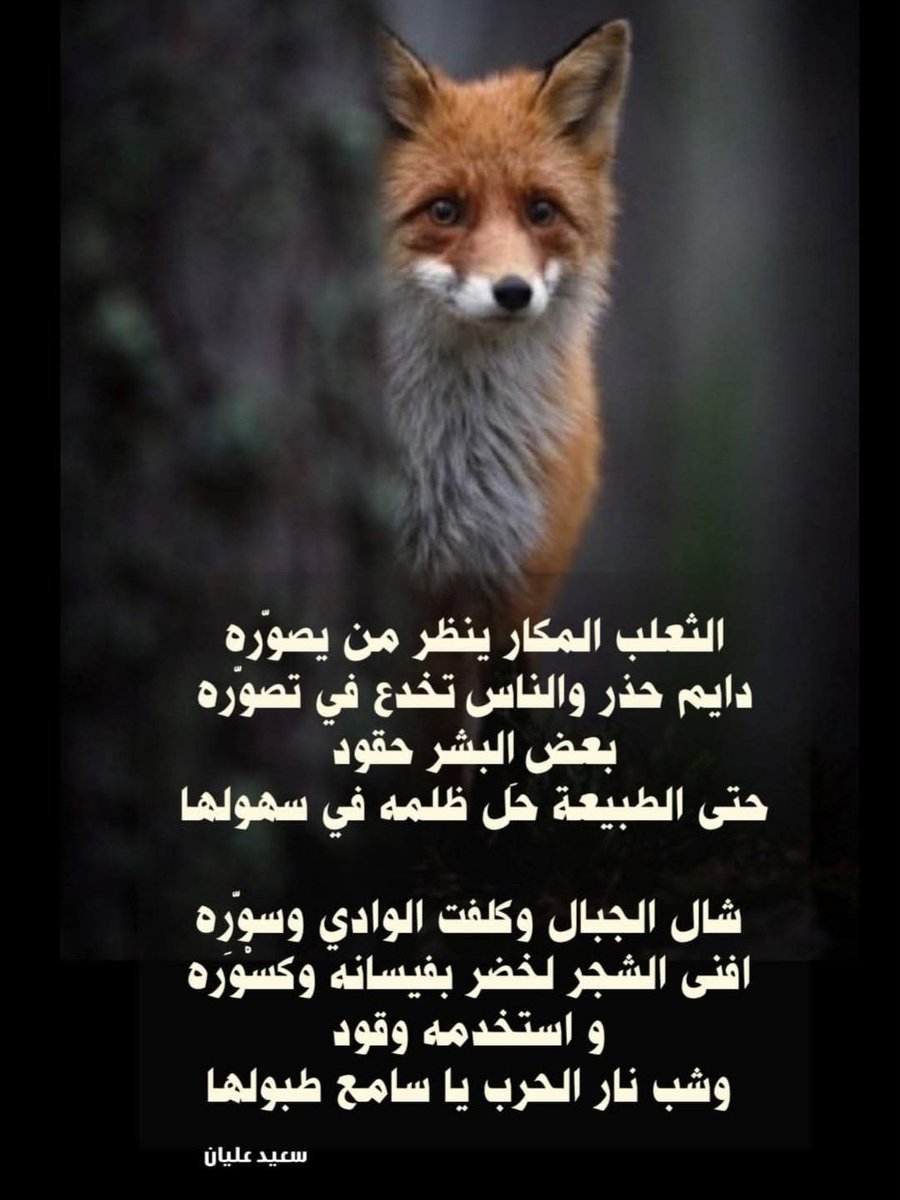 saeed_olyan's tweet photo. الثعلب المكار ينظر من يصوّره 
دايم حذر والناس تخدع في تصوّره 
بعض البشر حقود 
حتى الطبيعة حَل ظلمه في سهولها 

شال الجبال وكلفت الوادي وسوّره
افنى الشجر لخضر بفيسانه وكسْوَره
و استخدمه وقود
وشب نار الحرب يا سامع  طبولها
#بوح
#سعيد_عليان https://t.co/D25X89bUqo