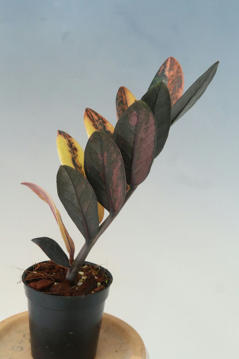 先日のミニボタで珍しい斑入りのザミオクルカスが入荷しました。 綺麗