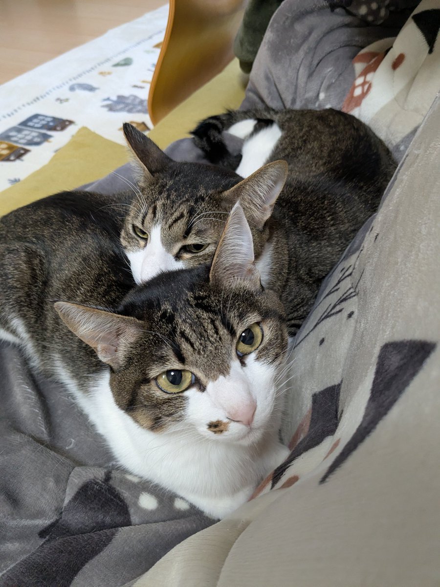 yama@猫飼っています　　修理、連絡ページ yama@猫飼っています 修理、連絡ページ yama@猫飼っています 様 専用