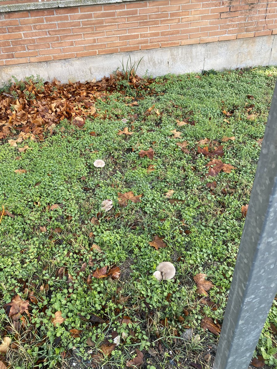 Pacho_89's tweet image. Por donde mire las veo… no tengo ni que buscarlas, sanisimas y ricas, ya paro por hoy que ayer se dió bien el rato