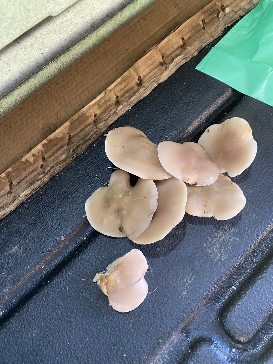 Pacho_89's tweet image. Por donde mire las veo… no tengo ni que buscarlas, sanisimas y ricas, ya paro por hoy que ayer se dió bien el rato