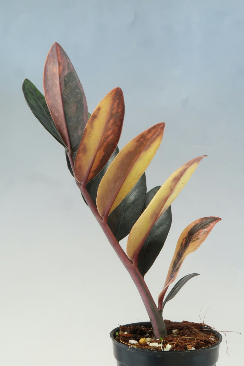 先日のミニボタで珍しい斑入りのザミオクルカスが入荷しました。 綺麗