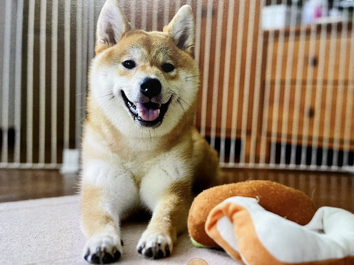 柴犬こめ1歳 (@shibainukome) / Posts / X