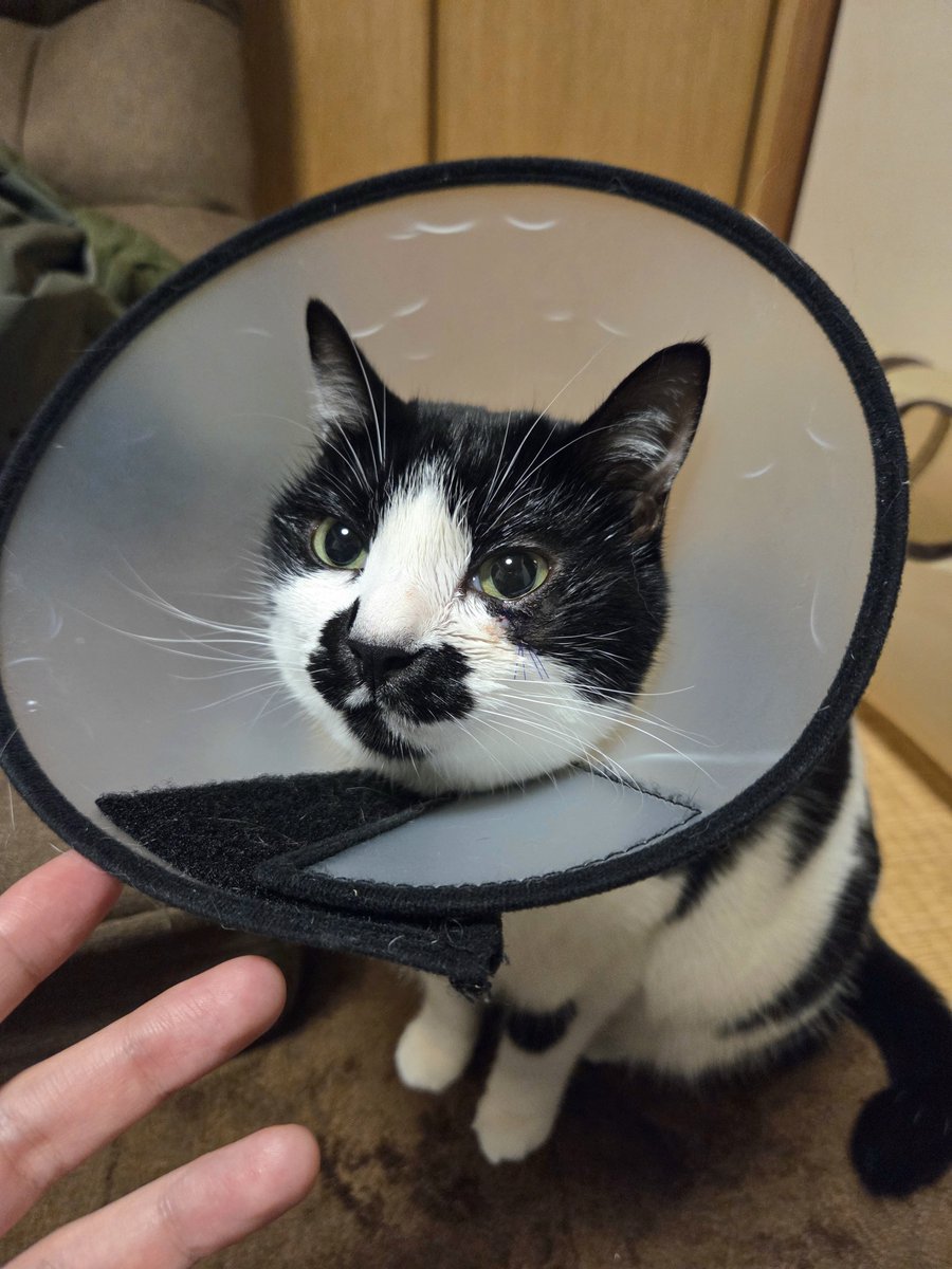 chimakiningen's tweet image. 腫れちまった左目下の腫瘍(再発)を摘出するため手術しました。頑張った。世界で一番偉い