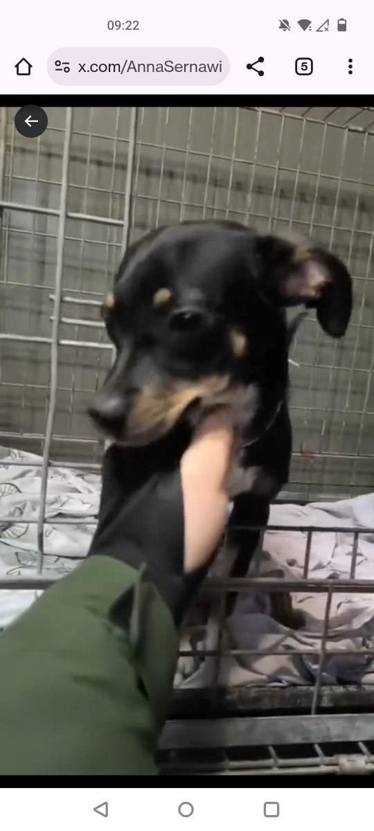 Śliczne Maleństwo❤️DYNIA❤️czeka na ciepły Dom💓💓💓💓💓💓💓💓💓