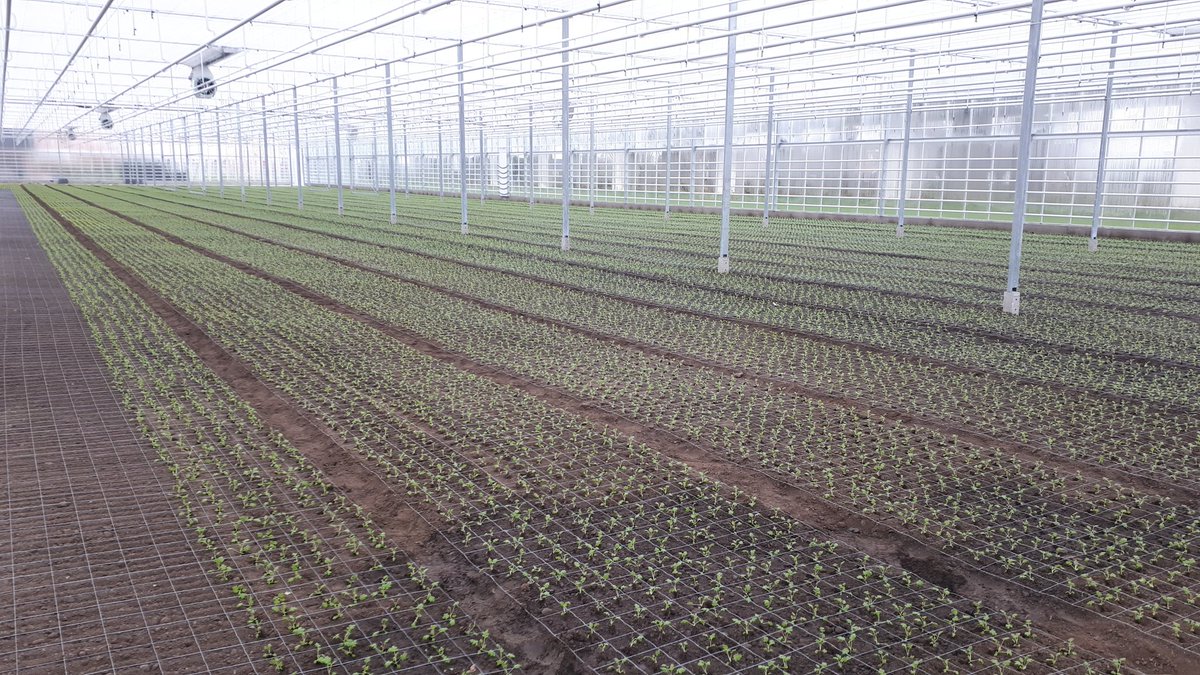 Gewoon lekker in je eentje kamilleplantjes poten, dan heb je toch alles wat je wil? 😉