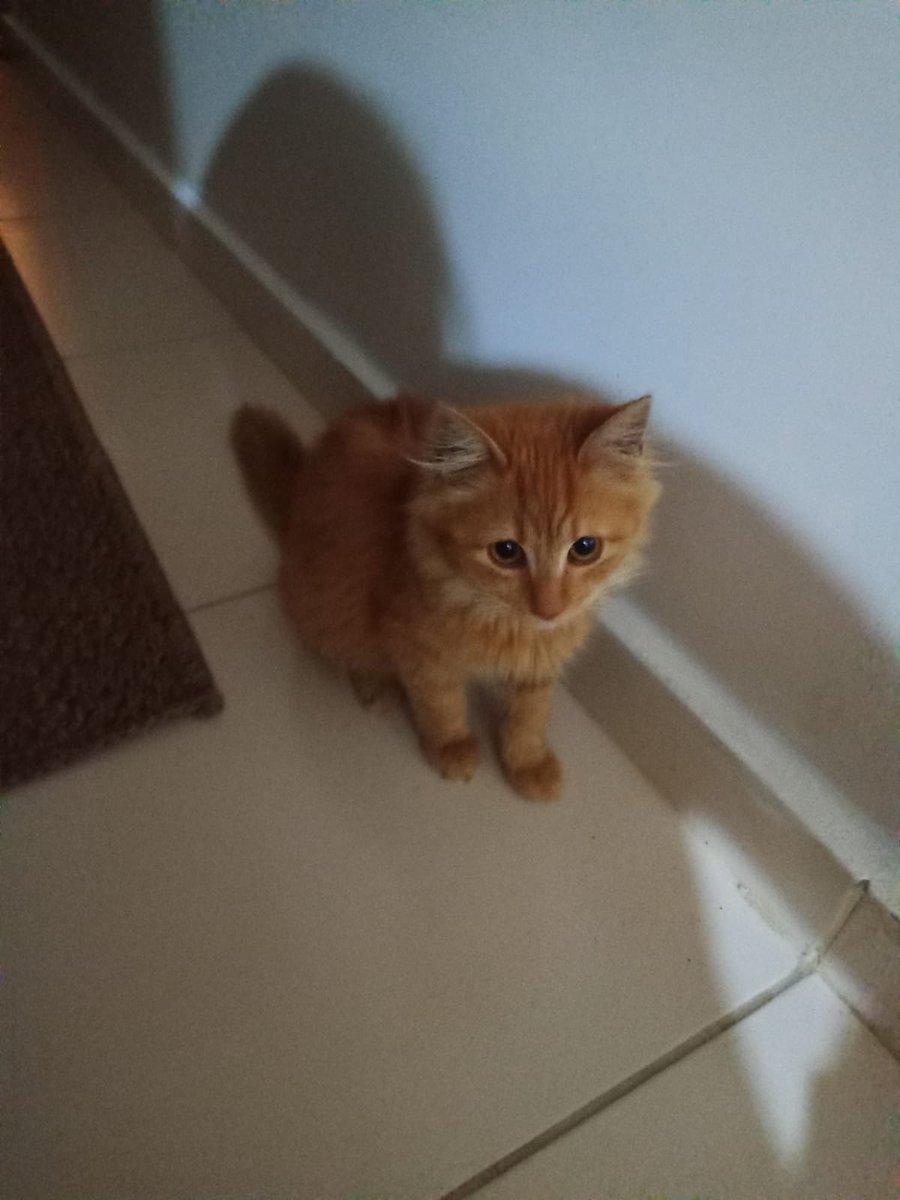 masallahtigera's tweet image. sokağa dönecekmiş diğer kedilerden çok korkuyormuş