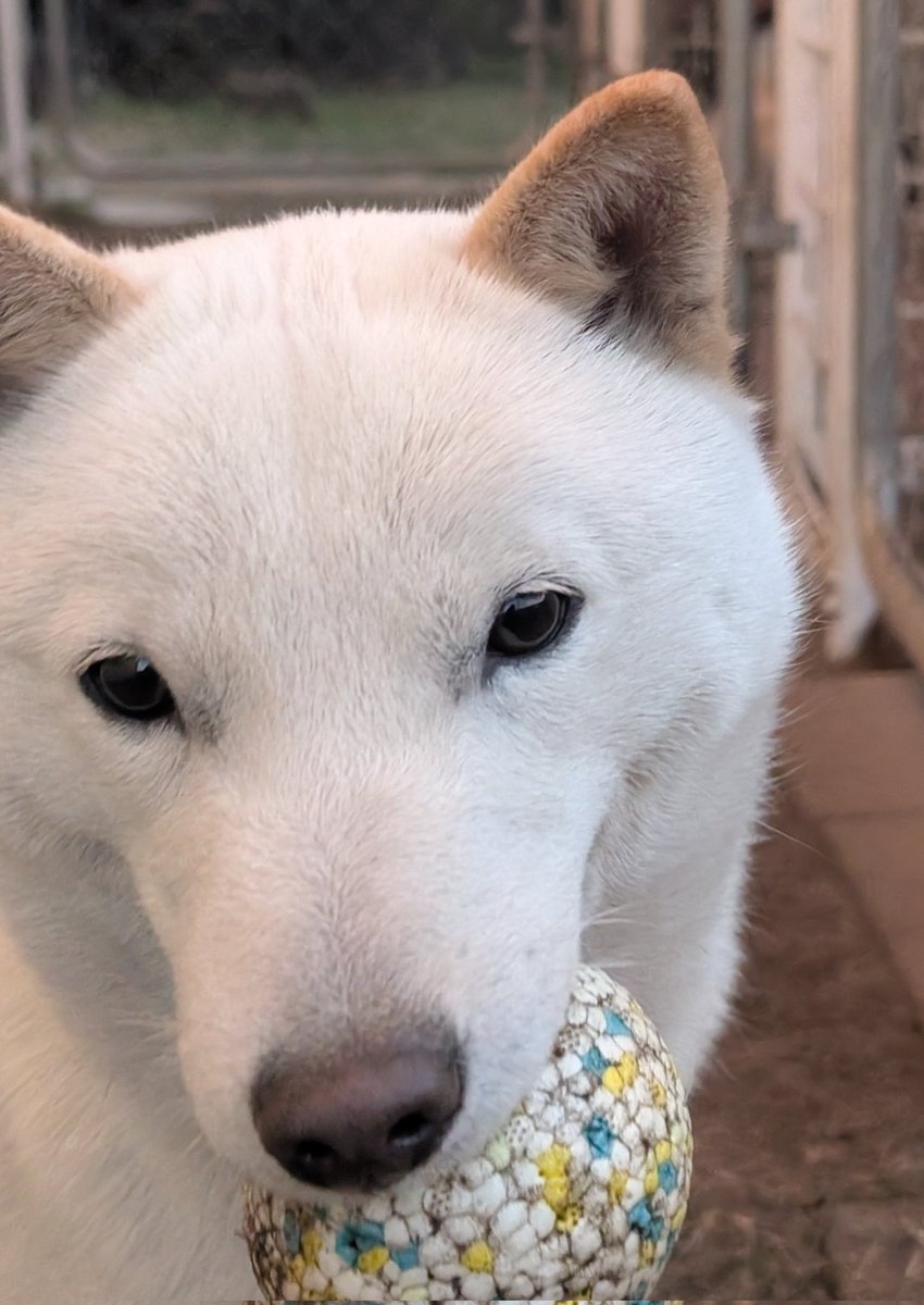 遊ぼ🐻‍❄️ #北海道犬