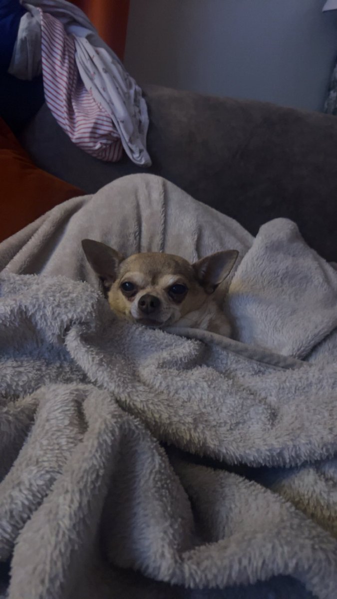 Pulse_Jxsh tweet media