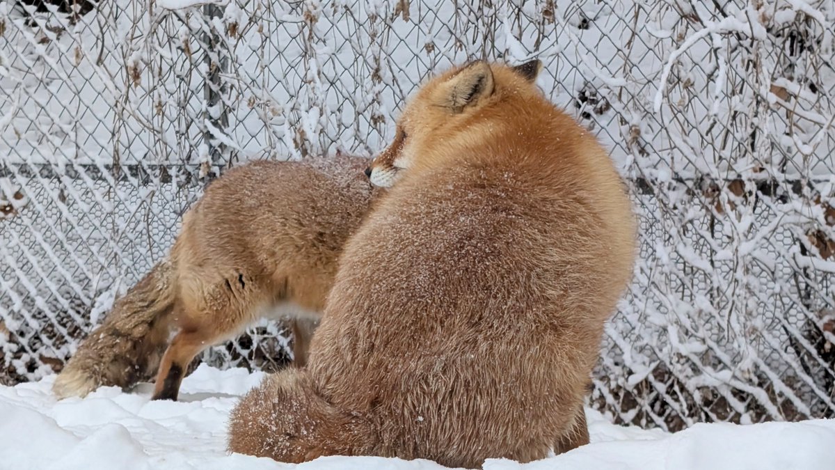 うずらさま確認ページ♡ ポポチョロ🐦💨 (@1b4fc39ec9e04d3) / Posts / X
