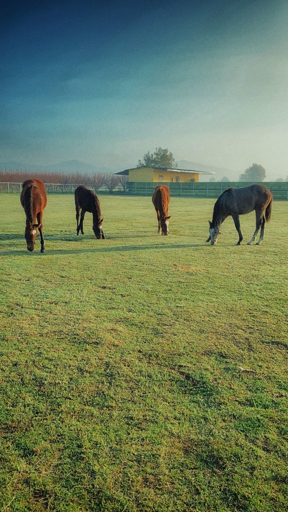GuzelocakEkuri's tweet photo. A morning at Güzelocak Stud…
#thoroughbred #racehorse #futurechampion #foal #mareandfoal #foalingseason #equine #equinephotography #horse #studfarm #breedingfarm https://t.co/Crt5CMOxho