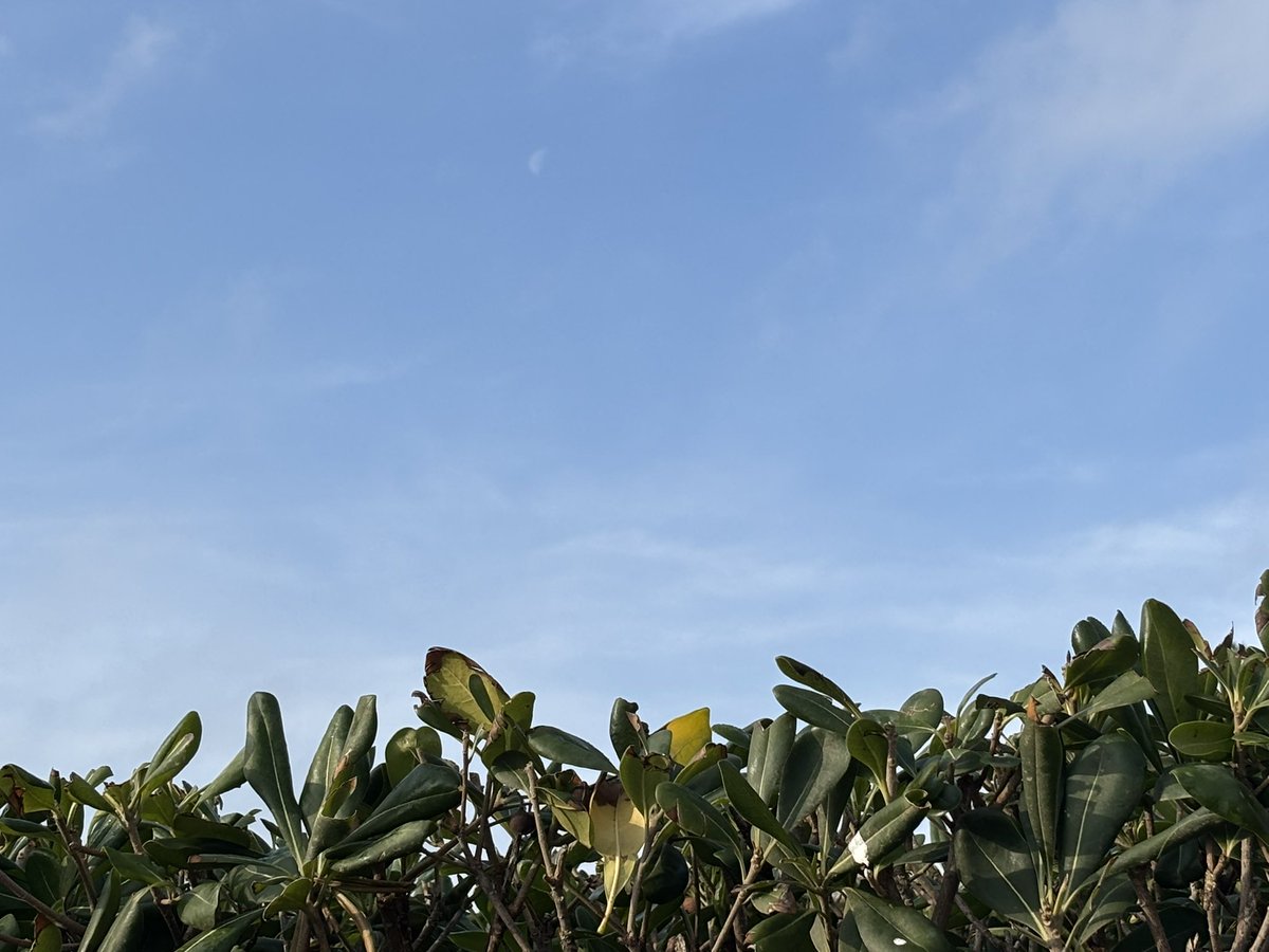 neverexplain61's tweet image. À l’Est le soleil ☀️ perce le peu de gris, pendant qu’à l’Ouest le bleu est déjà là 😊#Terrasse #PortLeucate 
Bonne journée à vous, à TOI 💙🤛🏻😘✌🏻