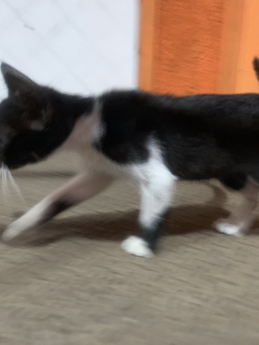 Hallo warga semarang, khususnya daerah atas jatingaleh-gombel-banyumanik.
Adakah yg berbaik hati mau adopt kitten ?
Totalnya ada 4 ekor, kurang lebih kaya di foto ini penampakannya
Kalo minat bisa langsung dateng ke Burjo Ngegas Gombel ya. Thank you