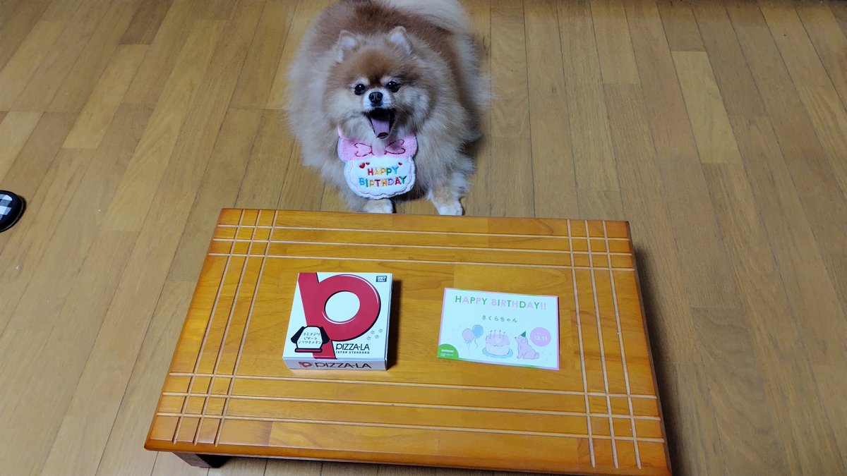 firstbox's tweet photo. さくらさん🐶、9歳の誕生日おめでとう🎁🎂🎉。今回は、犬用ピザにしました。食い付きが良い‼️ 春の検査で心臓病が発覚して、投薬生活になり数ヶ月。見た目はめっちゃ元気。長生きしてね💖
#愛犬 #ポメラニアン #犬のいる幸せ https://t.co/fqggBetS6v