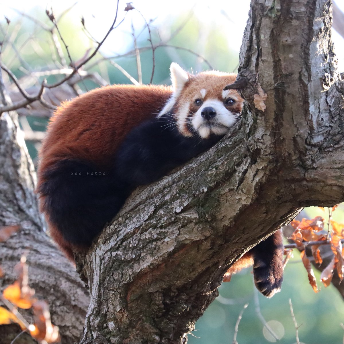 らすかる (@rascaltypeb) / Posts / X