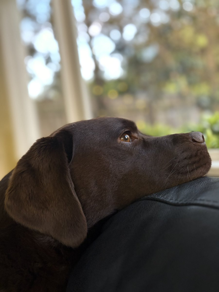 Labrador ponders 
#dogs #labrador #Melbourne