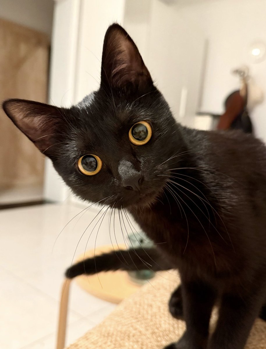 tmszhjh88's tweet image. Shout it and it appears in front of you