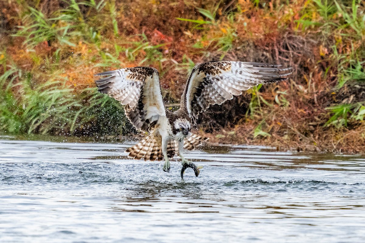 tamaniページ(*ˊ˘ˋ*) tamani (@TamaoNishi94022) / Posts / X