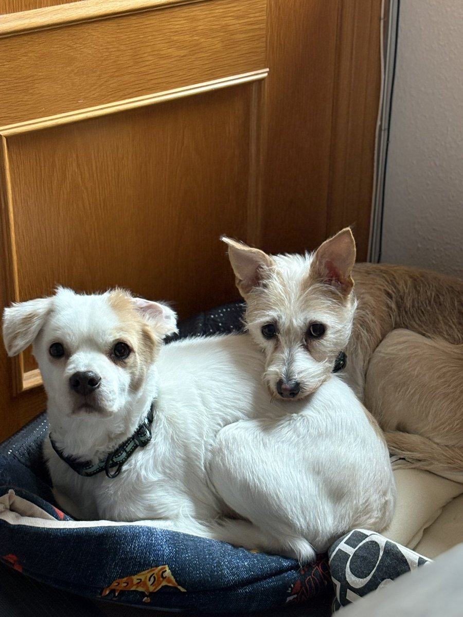 Els meus 🐕‍🦺