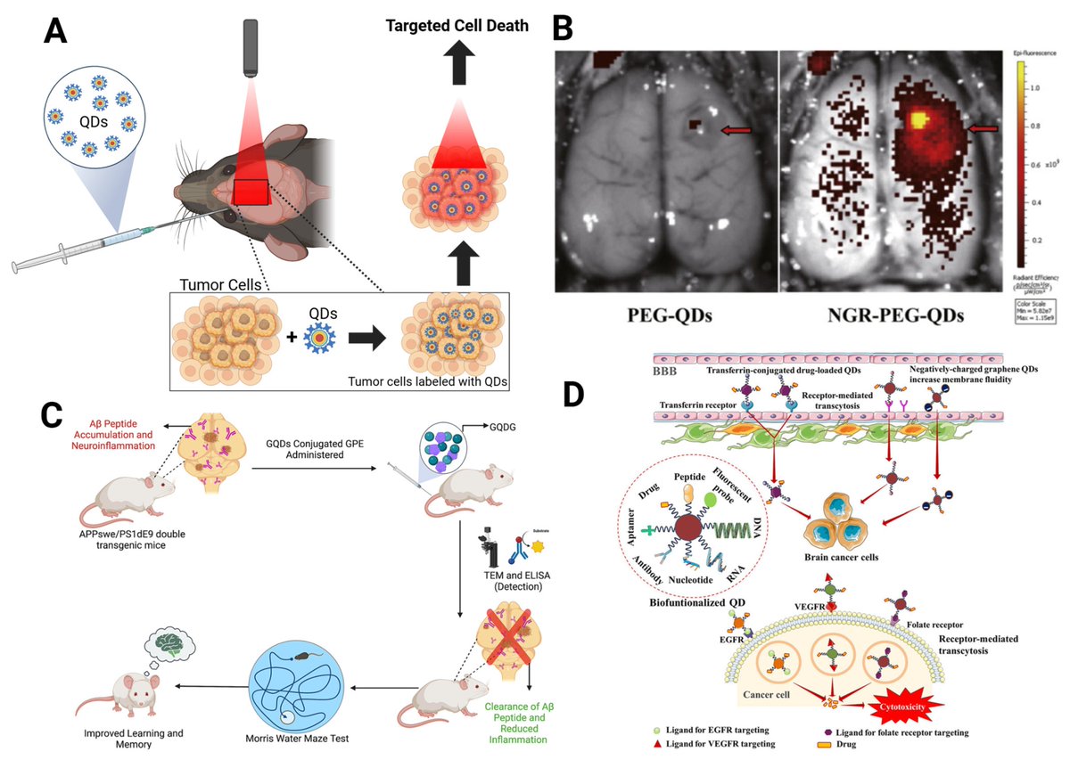 Photonics_MDPI's tweet photo. #IssueCover
📖 Advances in Deep Brain Imaging with Quantum Dots: Structural, Functional, and Disease-Specific Roles
✍ By Tenesha Connor et al.
👉 https://t.co/B95PGr4uU5
#Photonics #Optics #QuantumDots #OpticalMicroscopy #MultiPhotonImaging https://t.co/9eEF1PfNPt