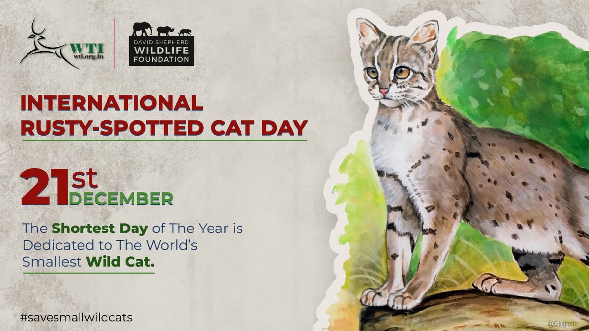 ShivaJmc12's tweet photo. “Meet the World’s Smallest Wild Cat”

The Rusty-Spotted Cat may be tiny… but its survival tells a giant story.

Let’s come together to protect this rare Indian treasure.

#Celebrate • #Educate • #Conserve

#SaveTheDate #nature #Conservation @vivek4wild #wildlife #Dec21st https://t.co/mEhEr4h3Os