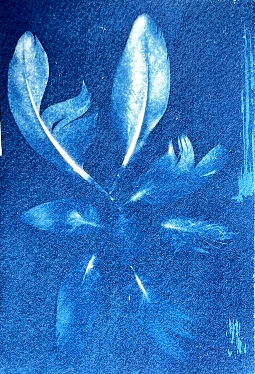 dear_in_bloom's tweet image. Parakeet’s feathers

#cyanotype #alternativephotography #クリマ53