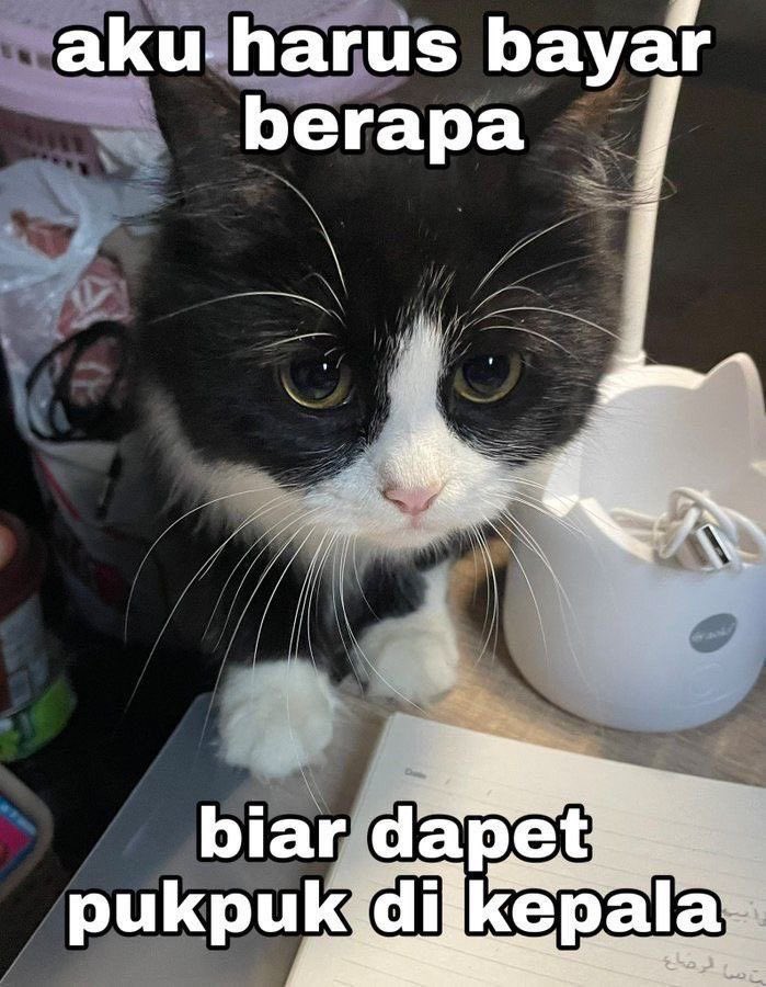 zialagi's tweet image. 