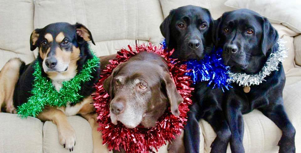 LogieTheDogie tweet media