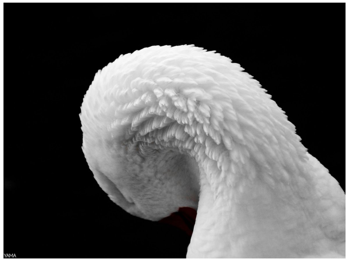 Yama_VP's tweet image. •Feathers Anser Elegance 

[Anser anser] 🪿

#Oca #Goose #Anseranser #Feathers #White #Elegance #Lago #LagoFrontetusio #LagoSantaGiulia #PalazzoSanGervasio #Italy #Italia #Basilicata #Birds #animal #Afni 
#Photography #Minimal #Portrait
#Yama山 #山