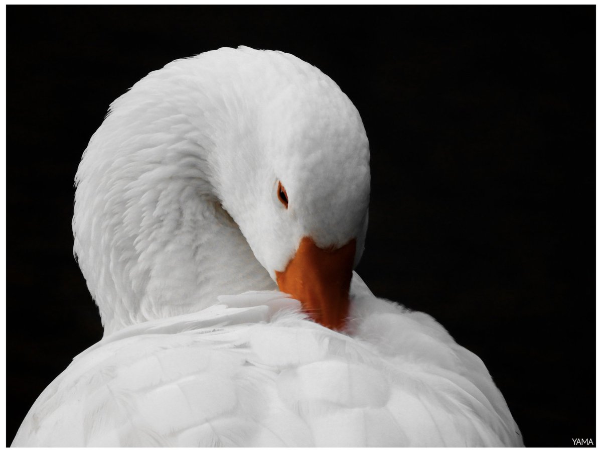 Yama_VP's tweet image. •Feathers Anser Elegance 

[Anser anser] 🪿

#Oca #Goose #Anseranser #Feathers #White #Elegance #Lago #LagoFrontetusio #LagoSantaGiulia #PalazzoSanGervasio #Italy #Italia #Basilicata #Birds #animal #Afni 
#Photography #Minimal #Portrait
#Yama山 #山