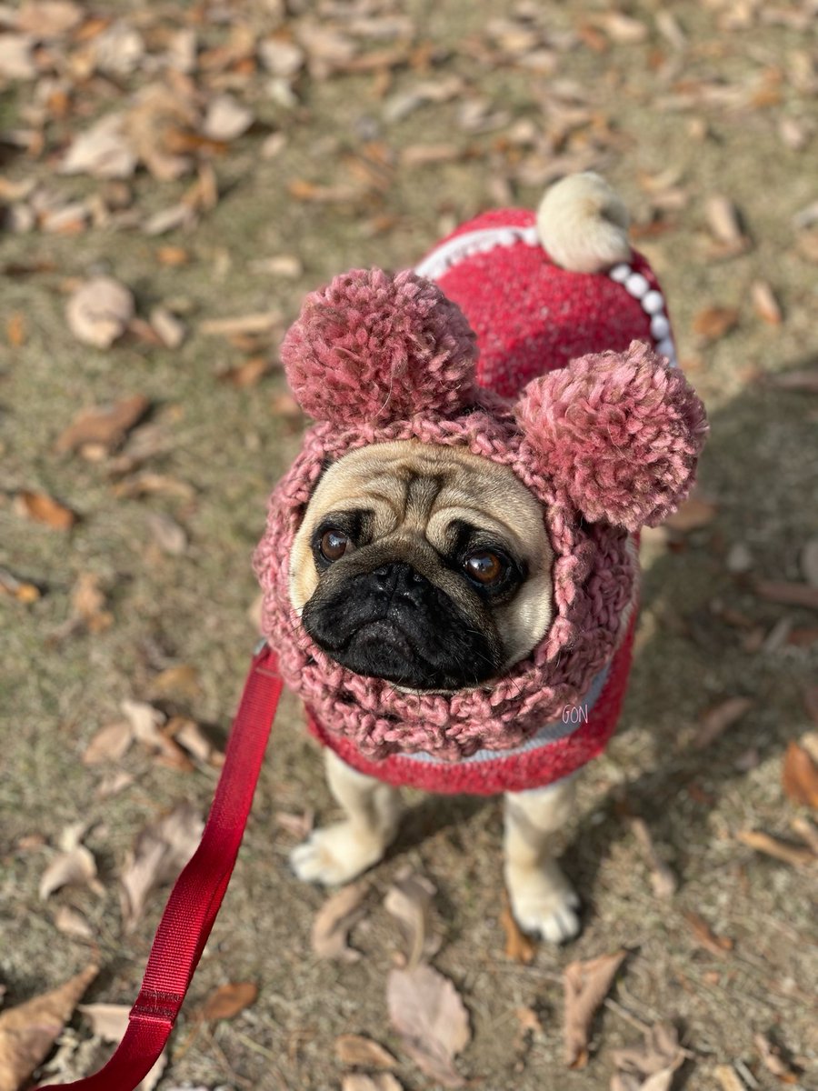 ばぐパグ (@pugbagu) / Posts / X