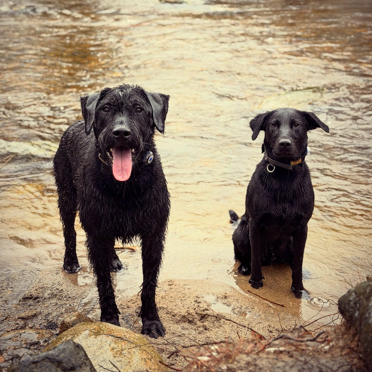Happy whatever the weather 🐶🐶🌧️
