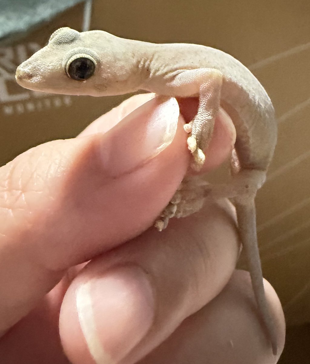 指先の脱皮が下手くそすぎて壁に貼り付けないしご飯も取り損ねるし嫌だろうけどハンドリングして取ろうとしたら噛まれまくったのでまたちょっとずつ剥がします…ストレスで死なれても困る😔
でもガチ噛みしてこなくなっただけ人馴れしたのだと思いたい😂
噛んでくるふりするだけで噛んでこないし(矛盾