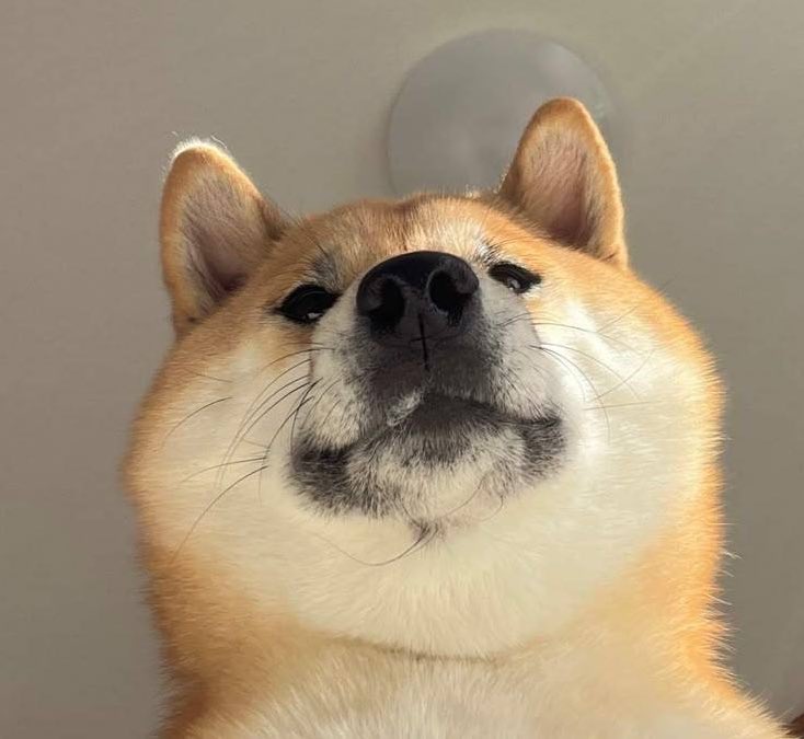 Solstahh's tweet photo. Gm to those who Shibe

Gib new ATHs today 

Very green

Much thank https://t.co/lqsT9tpMkw