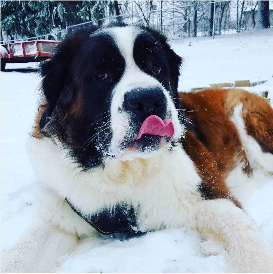 Who needs an ice cream cone when you have fresh snow and a fluffy Saint Bernard to taste every flake? 😋👅 Winter whiskers and pure bliss! ❄️🐶🐾