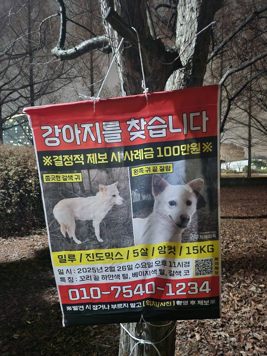 어제는 파주, 일산 쪽에 다녀와봤어요
흔하디 흔한 강아지라 제보 받는게 참 쉽지 않은 것 같습니다
만약 임신했다면 지금쯤 막 출산했을 거예요... 주변에 밀루 이야기 널리 알려주세요 정말 속상하고 억울한 사연을 가진, 서울 용산에서 2월에 실종된,
#밀루를찾습니다
