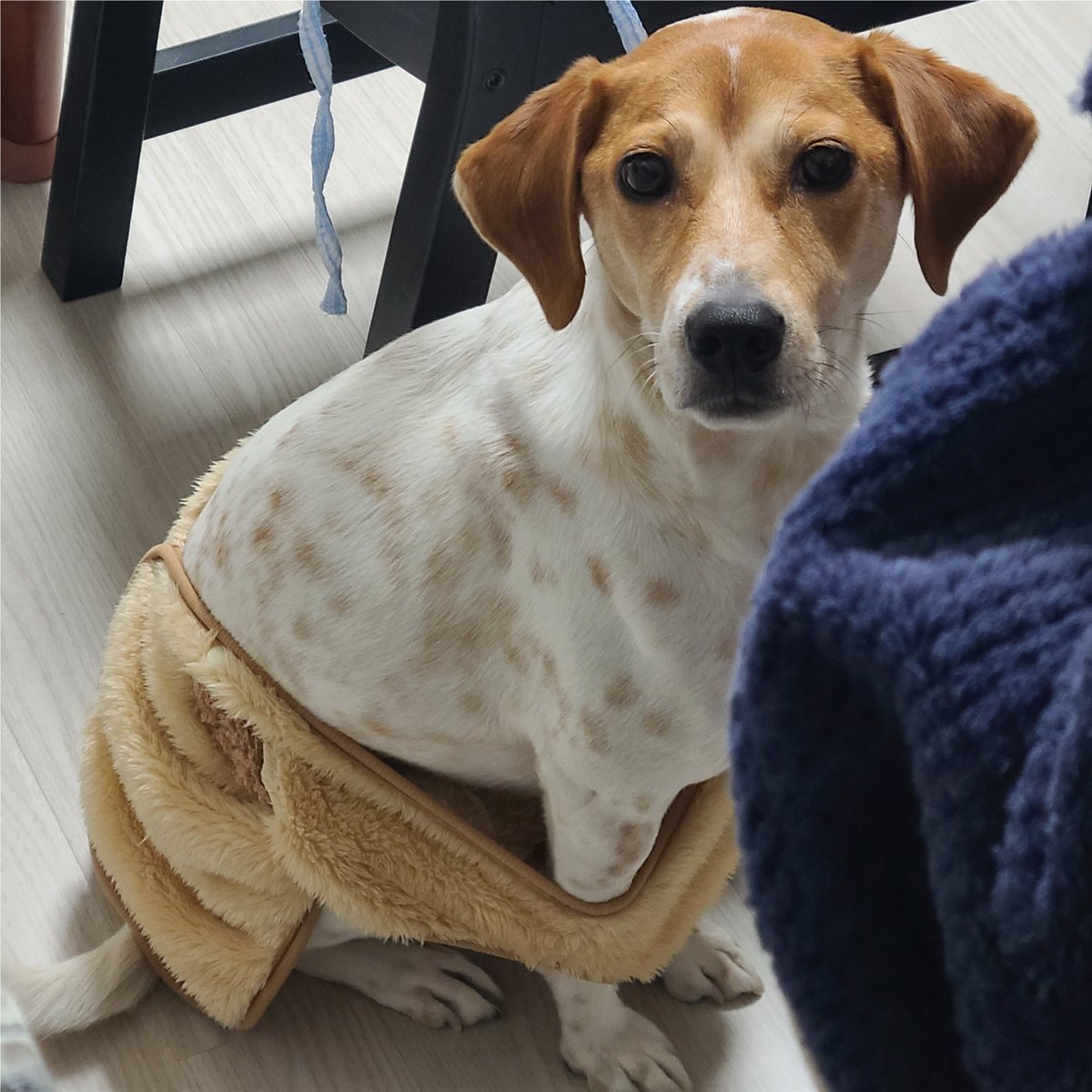 HoneyPunchDosa's tweet image. 밥먹는데 갑자기 파격 오프숄더 섹시강아지가 합석을 요청함