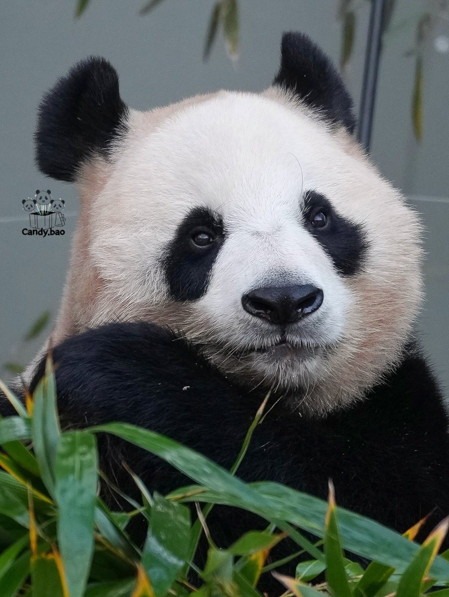 Furuhu_candy's tweet photo. #아이바오 #aibao #panda https://t.co/BmEq60ETIS