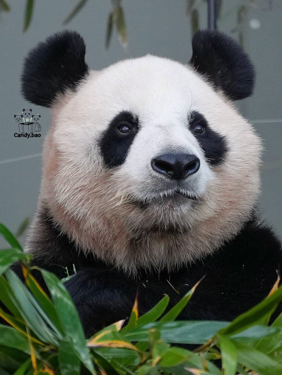 Furuhu_candy's tweet photo. #아이바오 #aibao #panda https://t.co/BmEq60ETIS