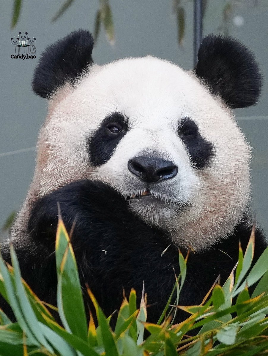Furuhu_candy's tweet photo. #아이바오 #aibao #panda https://t.co/BmEq60ETIS