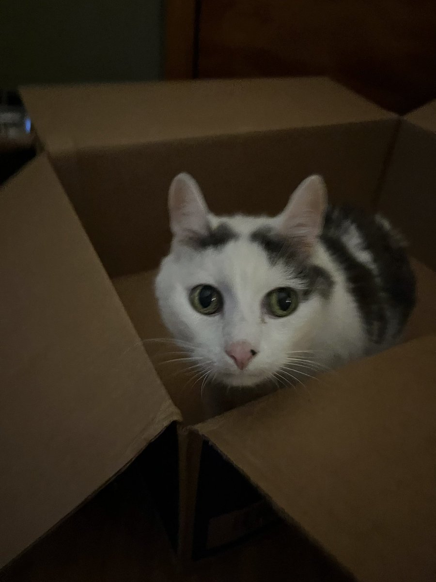 going insane in the chewy box