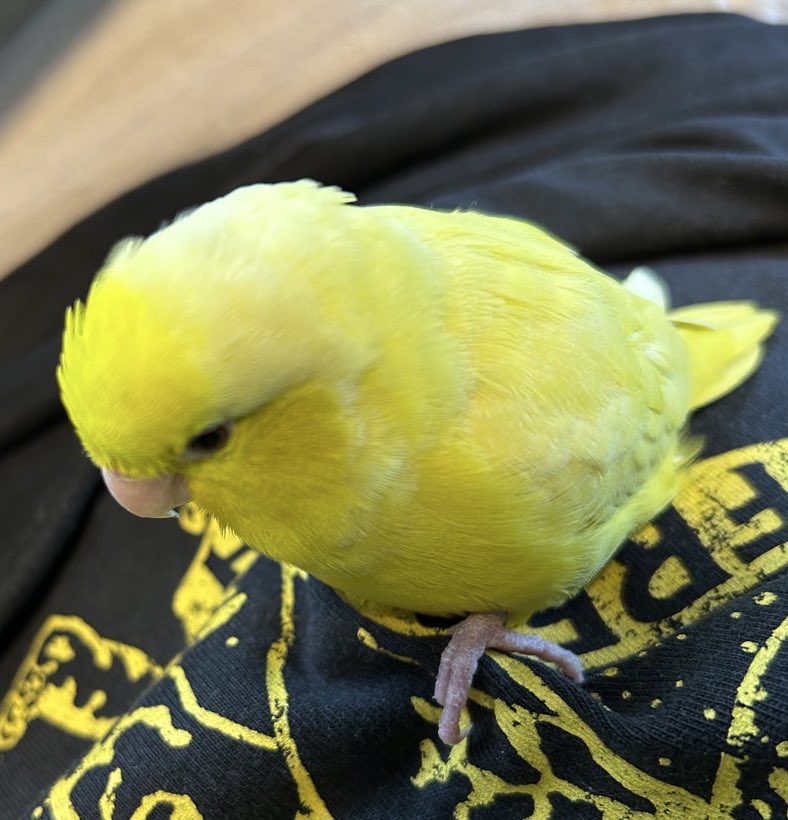 こういうインコを海老名ららぽーと前でロストしてしまい、見つけたらDMにご連絡か交番にとどてけください