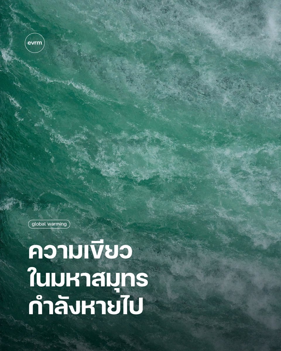 environmanth's tweet photo. ◉ GLOBAL WARMING: ‘ความเขียว’ ในมหาสมุทรกำลังหายไป ซึ่งก็คือคลอโรฟิลล์ทั่วโลกที่เป็นตัวแทนของแพลงก์ตอนพืชมีจำนวนลดลง ที่เป็นข่าวร้ายก็เพราะพวกมันเป็นรากฐานของห่วงโซ่อาหารในทะเล สีเขียวที่หายไปนี้อาจส่งผลกระทบในวงกว้าง
.
คลอโรฟิลล์เป็นสารสีเขียวที่ช่วยให้พืช สาหร่าย และแพลงก์ตอนพืชสร้างอาหาร โดยใช้แสงแดด น้ำ และคาร์บอนไดออกไซด์ ทำให้เกิดออกซิเจนและน้ำตาลกลูโคส คลอโรฟิลล์จึงเป็นหนึ่งในพื้นฐานสำคัญของชีวิตบนโลก
.
หลายปีที่ผ่านมา นักวิทยาศตร์สันนิษฐานว่า ‘มหาสมุทรอาจมีความเขียวน้อยลง’ สาเหตุมาจากน้ำทะเลที่อุ่นขึ้นจากภาวะโลกร้อน ทำให้น้ำด้านบนกับน้ำด้านล่างแยกชั้นกันมากกว่าเดิม เมื่อแยกชั้นกันแบบนี้ สารอาหารจากน้ำลึกก็จะลอยขึ้นมาได้น้อย ทำให้แพลงก์ตอนพืช (ซึ่งส่วนใหญ่อยู๋ใกล้ผิวน้ำ และเป็นสิ่งที่ทำให้น้ำมีสีเขียว) ได้รับอาหารน้อยลง จนอาจลดจำนวนลง
.
แต่การจะวัดความเขียวของมหาสมุทรนั้นเป็นเรื่องค่อนข้างยาก และยังระบุผลลัพธ์ที่ชัดเจนไม่ได้ มีงานวิจัยปี 2023 ที่ตีพิมพ์ในวารสาร Nature เคยระบุว่าความเขียวของมหาสมุทรโดยรวมเพิ่มขึ้นที่ละติจูดต่ำ แต่เพื่อความชัดเจน ทีมวิจัยใหม่จึงตัดสินใจตรวจสอบด้วยการวัดโดยตรง
.
พร้อมกับเพิ่มประสิทธิภาพด้วยข้อมูลจากดาวเทียมและข้อมูลสิ่งแวดล้อมจากแบบจำลอง เช่น ข้อมูลความเค็มและความดันของผิวน้ำทะเล พวกเขาพบว่าความเขียวลดลงอย่างมีนัยสำคัญประมาณ 0.35 ไมโครกรัมต่อลูกบาศก์เมตรต่อปี โดยพื้นที่ชายฝั่งมีอัตราการสูญเสียเฉลี่ยประมาณ 2 เท่าของอัตราดังกล่าว และ 4 เท่าในบริเวณใกล้ปากแม่น้ำ
.
“มหาสมุทรในละติจูดต่ำถึงกลางมีสีเขียวน้อยลงเรื่อย ๆ” ทีมวิจัยเขียน แม้ในหลายปีที่ผ่านมาเราอาจจะเห็นข่าว ‘สาหร่ายบานสะพรั่ง’ (Algal Blooms) อยู่บ่อยครั้ง แต่อันที่จริงแล้วมันเพิ่มขึ้นแค่ในแหล่งน้ำบริเวณระดับภูมิภาคหรือท้องถิ่นบางแห่งเท่านั้น ไม่ใช่มหาสมุทรโดยรวม 
.
โดยเหตุการณ์สาหร่ายบานส่วนใหญ่เกิดจากน้ำท่าจากการเกษตรหรือไม่ก็มลพิษจากมนุษย์ทั้งหมด ขณะที่ในน่านน้ำเปิดและมหาสมุทรที่ใหญ่กว่ากลับลดลง ข้อมูลเหล่านี้สอดคล้องกับแนวโน้มการกักเก็บคาร์บอนของมหาสมุทรที่ลดลง 0.088% ต่อปีเช่นกัน หรือเทียบเท่ากับ 32 ล้านตัน
.
“ความสามารถในการกักเก็บคาร์บอนของแพลงก์ตอนพืชผิวน้ำที่ลดลงนั้น มีผลกระทบอย่างลึกซึ้งต่อวัฏจักรคาร์บอน” ตี๋ หลง (Di Long) หนึ่งในผู้เขียนรายงานจากมหาวิทยาลัยชิงหัวในกรุงปักกิ่งกล่าว
.
สาเหตุที่ลดลงนั้นเป็นเพราะการเปลี่ยนแปลงสภาพอากาศตามที่คาดไว้ ทำให้น้ำแยกชั้นและแพลงก์ตอนพืชไม่สามารถรับสารอาหารจากใต้ทะเลได้ 
.
◦ ที่มา
.
• Declining ocean greenness and phytoplankton blooms in low to mid-latitudes under a warming climate | Science Advances
• ‘Not good’: Ocean losing its greenness, threatening food webs | Mongabay
• World’s oceans losing their greenness through global heating, study finds | The Guardian