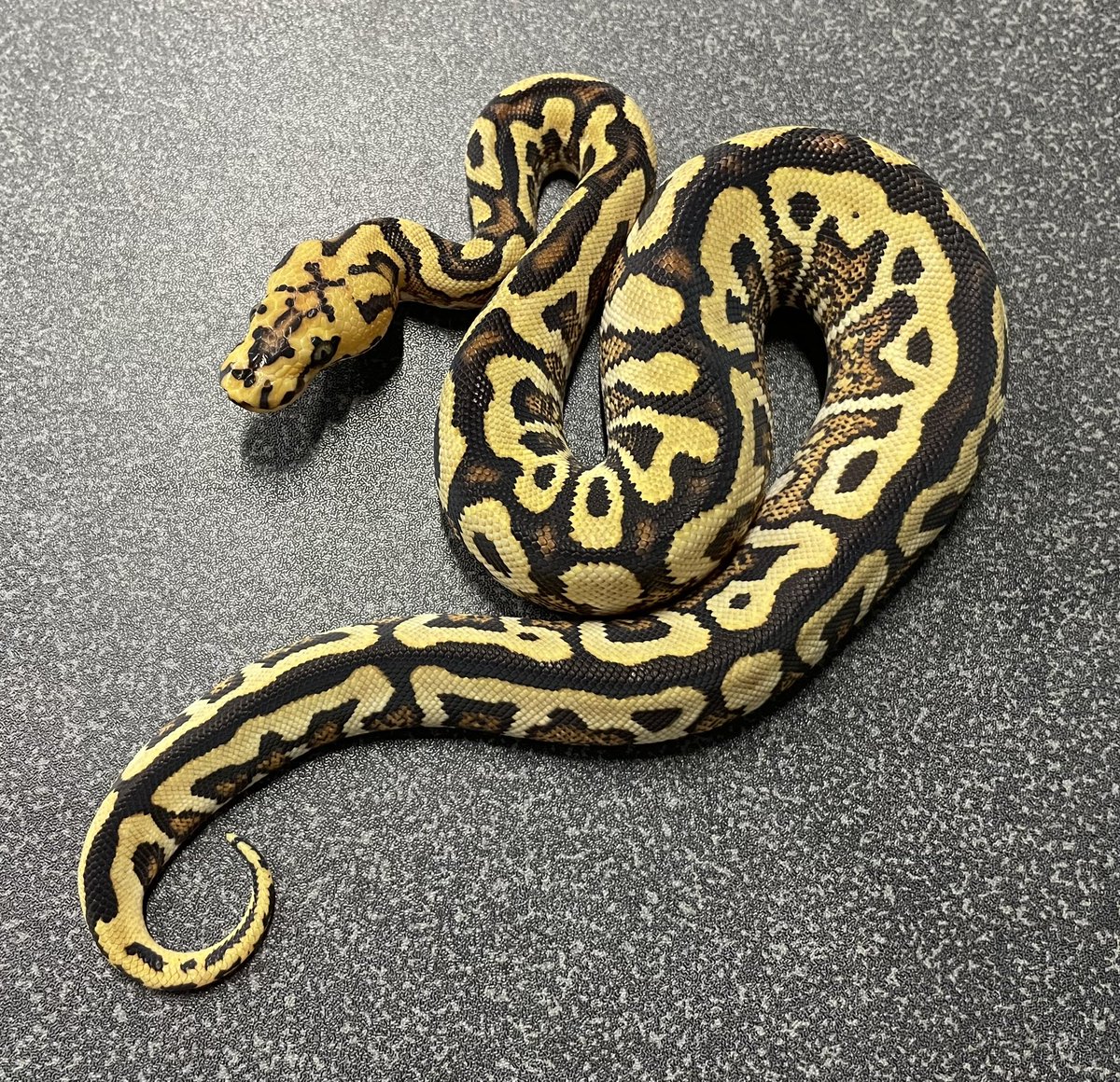 δ7Ballpython (@Delta7BP) / Posts / X