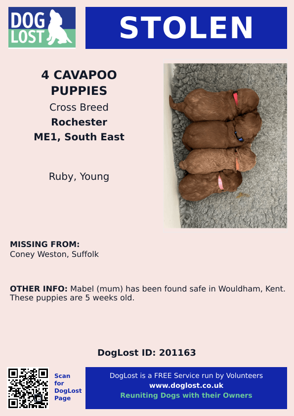 MissingPetsGB's tweet photo. Stealing four tiny five week old puppies &amp; their mother Mabel, dumping two of the pups alone in woodland without their mother is the most sickening act 😭💔

But there are more amazing people out there than bad, &amp; hundreds of wonderful people are looking for the remaining 2 pups https://t.co/Z9J9wJ39zt