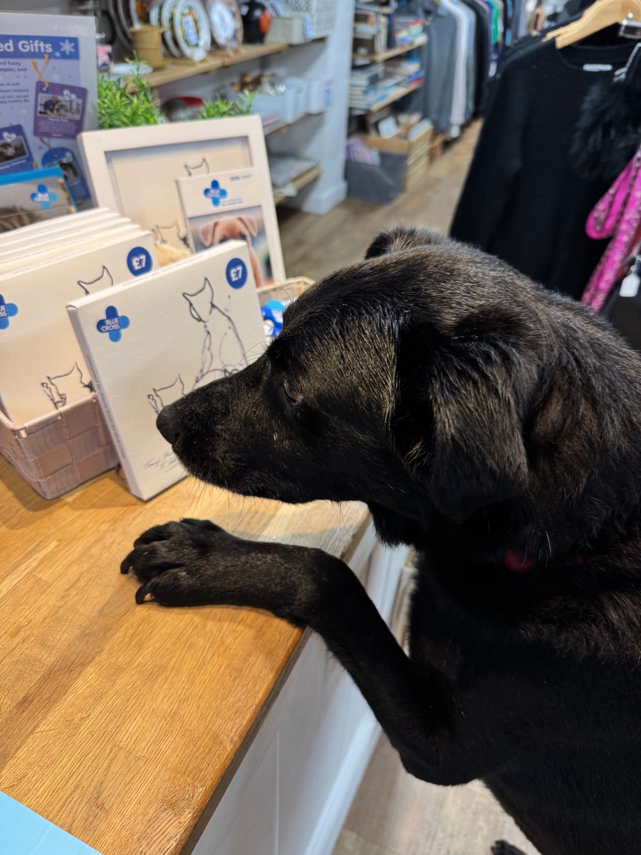 Blue Cross UK tweet media